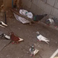 ۹تا کبوتر بصورت یکجا فروشی است
