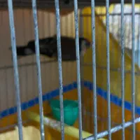 سهره|پرنده|پارسآباد, |دیوار