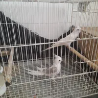 عروس‌هلندی‌مولد