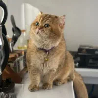 گربه بریتیش نر خالص برای جفت گیری