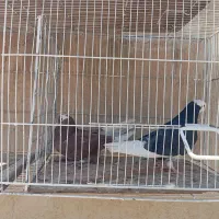 کبوتر   ابلق.|پرنده|اصفهان, باغ زرشک|دیوار