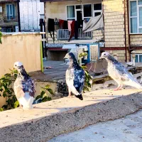 کبوتر|پرنده|جوانرود, |دیوار