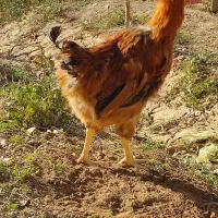 خروس جوان بومی