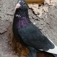 چهار عدد سیاه پلنگ نر پریده