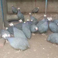 فروش تعدادی مرغ خروس و بقلمون محلی