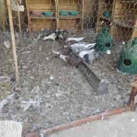 کبوتر گرو بندی
