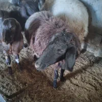 گوسفند جوان سه تا میش و یکی بره پارسال|حیوانات مزرعه|گنبد کاووس, |دیوار