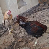 خروس لاری|حیوانات مزرعه|ماهدشت, |دیوار