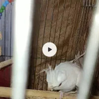 پرورش خانگی عروس هلندی درجه یک|پرنده|پیشوا, |دیوار