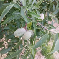 در اصفهان ۵۰۰ متر باغ فنز کشی