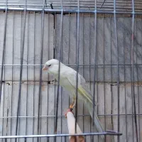 قناری رسمی بلند|پرنده|ری, دیلمان|دیوار