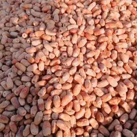 فروش خرما خشک