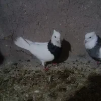 ۳عدد رنگه کربلایی|پرنده|تربت جام, جامرود|دیوار