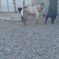 بز نر|حیوانات مزرعه|نیمروز, |دیوار