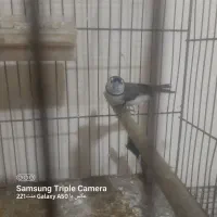 یک جفت فنج جغدی نرمال