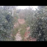 فروشی فوری و زیر قیمت باغچه به متراژ 1100متر|فروش زمین و ملک کلنگی|انزل, |دیوار