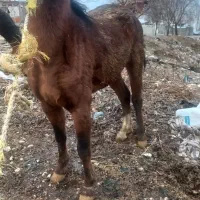 اسب نریان|اسب و تجهیزات اسبسواری|دورود, |دیوار