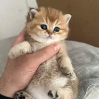 مجموعه گربه های اشرافی خاص ( پرشین بریتیش اسکاتیش)|گربه|رشت, گلسار|دیوار