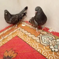 پرشی|پرنده|قم, ناصردیوان|دیوار