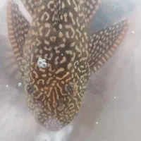 لجن خوار اسپرت خوش رخ