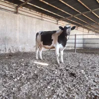 گوساله شیری.گاو.گوسالهنر.تلیسه.گوسالهماده|حیوانات مزرعه|مرودشت, کناره|دیوار