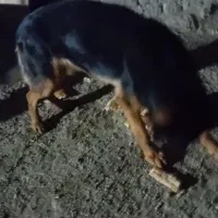 سگ ژرمن|سگ|پردیس, فاز ۶|دیوار