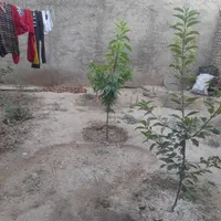 سوئیت برای مسافر|اجارهٔ کوتاهمدت آپارتمان و سوئیت|آشخانه, |دیوار