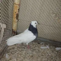کفتر|پرنده|اردکان, |دیوار