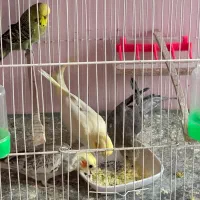 جوجه عروس ۳ ماه|پرنده|سبزوار, غرب نیروگاه|دیوار