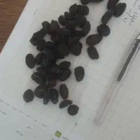 مویز ترکمن4 ممتاز،محصول باغات تاکستان،|عمدهفروشی|تاکستان, |دیوار