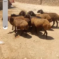 ۹عددمیش جون