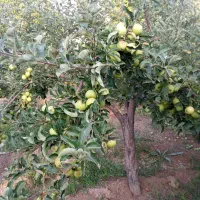 فروش یا معاوضه باغ میوه