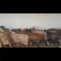 سلام میش و شیک 32راس 12راس چینی هست میش داشتی|حیوانات مزرعه|شیراز, شهرک صنعتی شیراز|دیوار