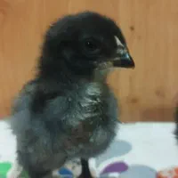 جوجه لاری نژاد اصیل|حیوانات مزرعه|جویم, |دیوار