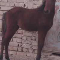 اسب|اسب و تجهیزات اسب‌سواری|ورامین, ورامین|دیوار