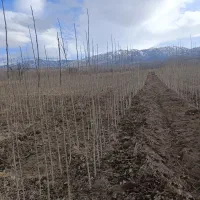 صنوبر|خدمات باغبانی و درختکاری|قصابه, |دیوار