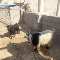 دوعدد بز لری آبستن دوماه بهر خورده سالم و سرحال|حیوانات مزرعه|مسجد سلیمان, |دیوار