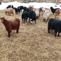 بز خانگی و شیری|حیوانات مزرعه|سیلوانه, |دیوار