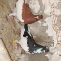 دم چتری . یهودی|پرنده|مهر, |دیوار