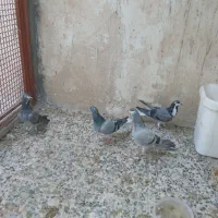 4تا همش باهم 500