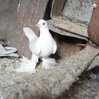 نر حرف نداره