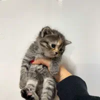 واگذاری بچه گربه نژاد اسکاتیش بریتیش