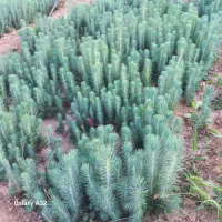 کاج تهران،مشهد توپی،کله قندی پاکتی ریشه پرس و نشاء|گل و گیاه طبیعی|شیراز, حومه شیراز|دیوار