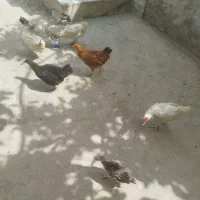 کفتر