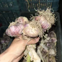 سیر کالیبر درشت سیاه