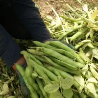 بذر باقله دزفولی درجه یک مال امساله