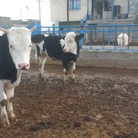 گوساله نر سیمینتال