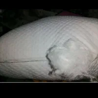 بالش تمام الیاف هالو 18درجه یک 1000گرم|رختخواب، بالش، پتو|سقز, |دیوار