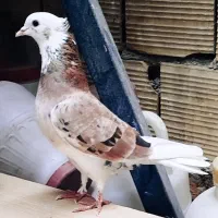 کبوتر کفتر