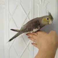 جوجه عروس هلندی